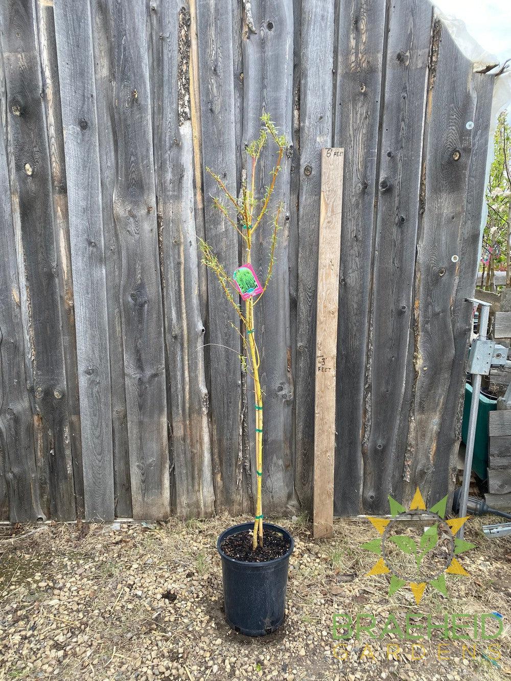 Northern Fountain Willow Tree- Tree for sale, Grown in Grande Prairie -Braeheid Gardens Ltd. on Emerson Trail