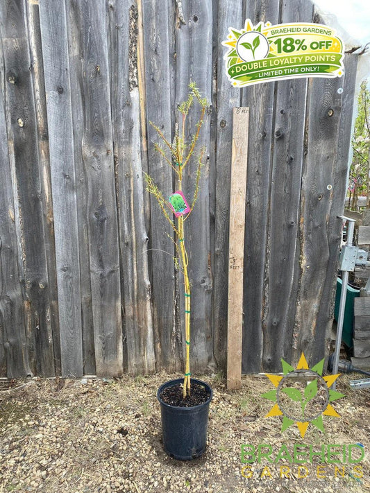 Northern Fountain Willow Tree- Tree for sale, Grown in Grande Prairie -Braeheid Gardens Ltd. on Emerson Trail