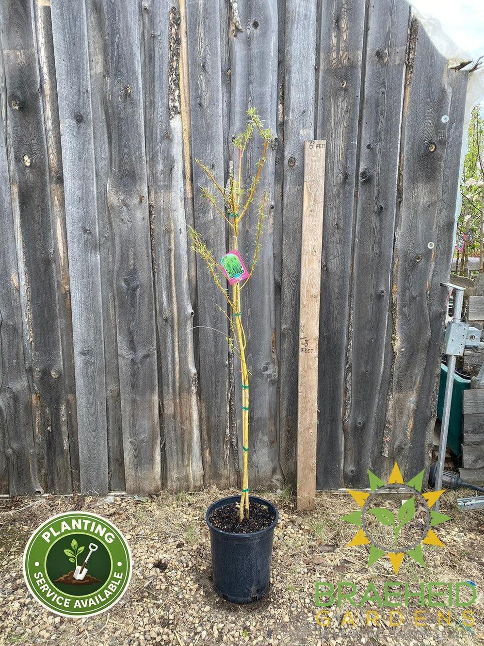 Northern Fountain Willow Tree- Tree for sale, Grown in Grande Prairie -Braeheid Gardens Ltd. on Emerson Trail