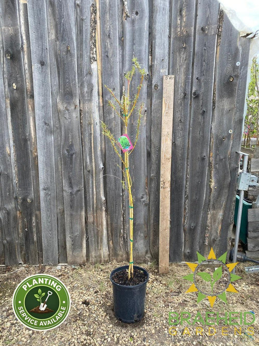 Northern Fountain Willow Tree- Tree for sale, Grown in Grande Prairie -Braeheid Gardens Ltd. on Emerson Trail