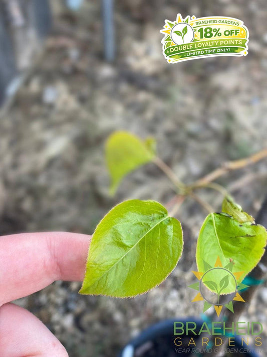 Paul's Golden Pear- Tree for sale, Grown in Grande Prairie -Braeheid Gardens Ltd. on Emerson Trail