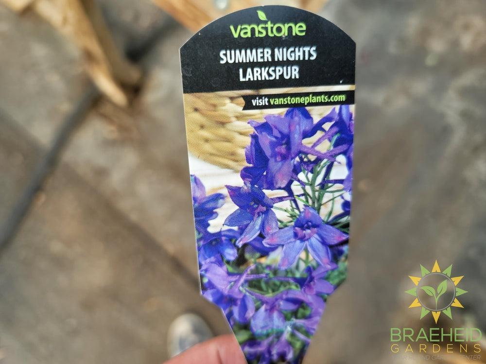 Delphinium Larkspur 'Summer Nights' -NO SHIP-