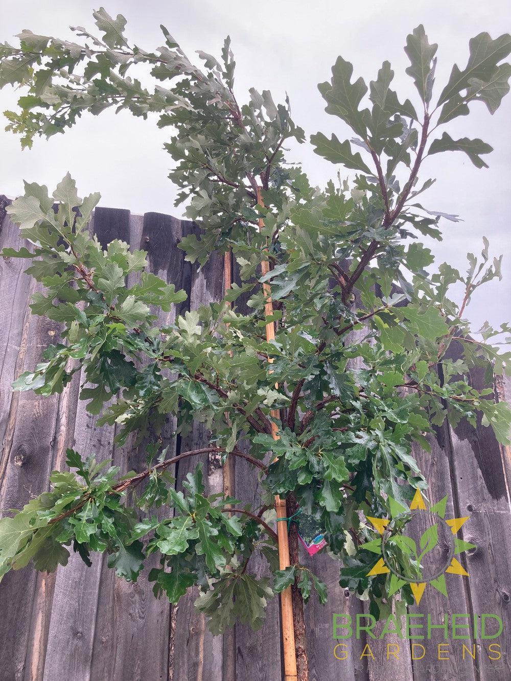 Bur Oak- Tree for sale, Grown in Grande Prairie -Braeheid Gardens Ltd. on Emerson Trail