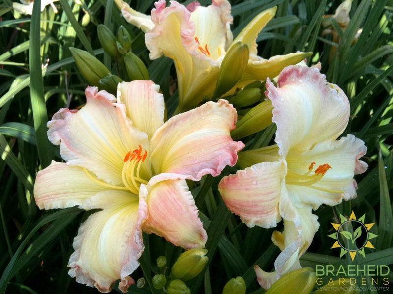 Big Smile Daylily