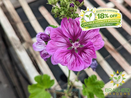 Malva Mystic Mix - NO SHIP -