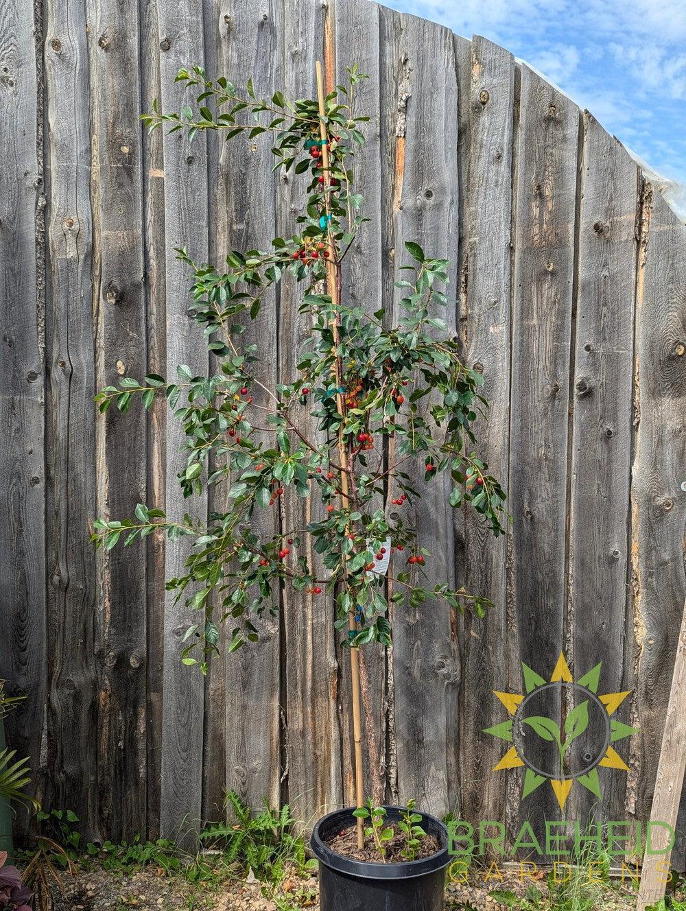 Crimson Passion Cherry Tree- Tree for sale, Grown in Grande Prairie -Braeheid Gardens Ltd. on Emerson Trail