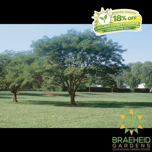 Summerfrost® Amur Maackia- Tree for sale, Grown in Grande Prairie -Braeheid Gardens Ltd. on Emerson Trail