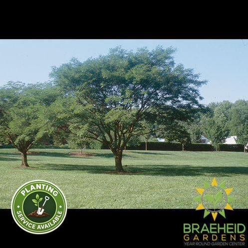 Summerfrost® Amur Maackia- Tree for sale, Grown in Grande Prairie -Braeheid Gardens Ltd. on Emerson Trail