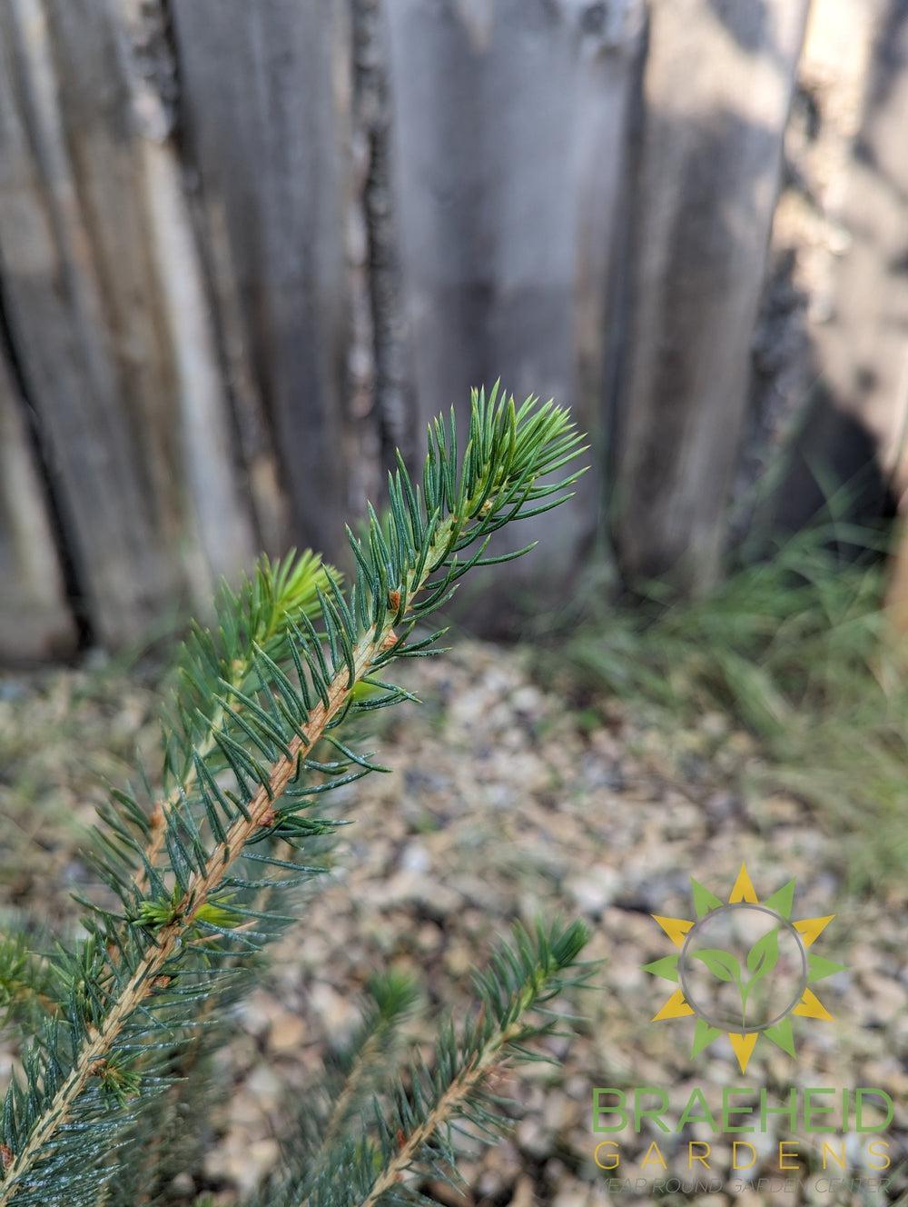 Norway Spruce- Tree for sale, Grown in Grande Prairie -Braeheid Gardens Ltd. on Emerson Trail