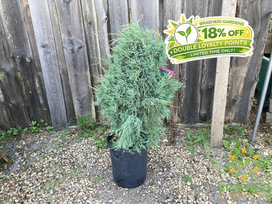 Medora Juniper