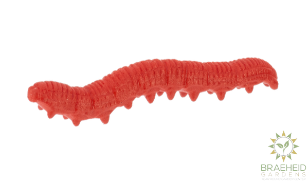 Crawling Critter Growers