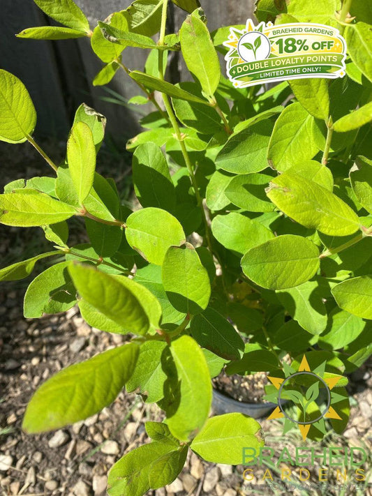 Buy HoneyBee Haskap Berry an Edible Shrub in Grande Prairie Alberta - Braeheid Gardens Ltd.