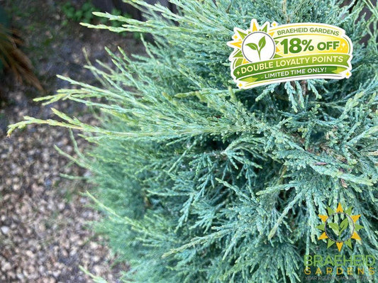 Medora Juniper