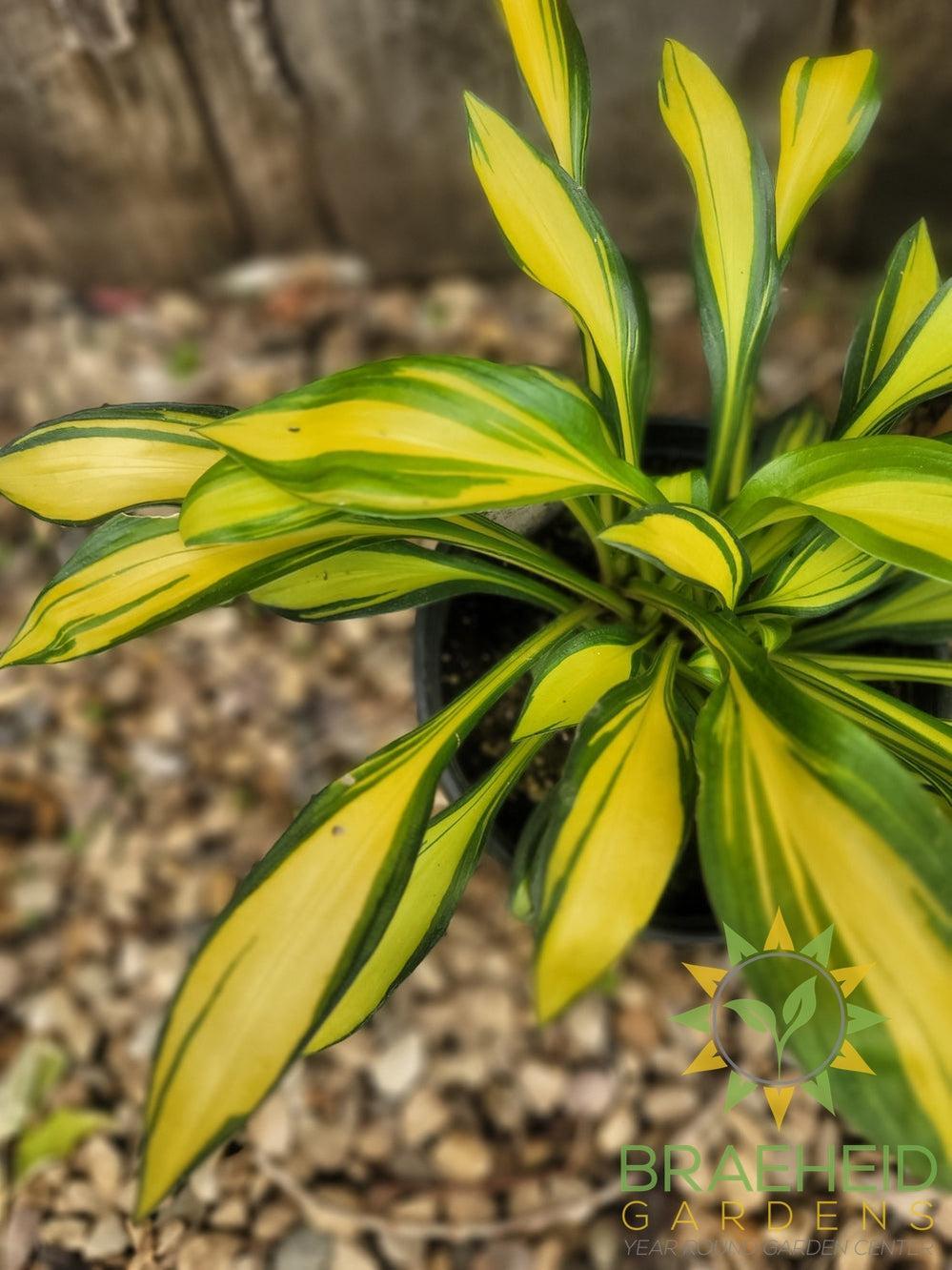Hosta Rainbows End -NO SHIP -
