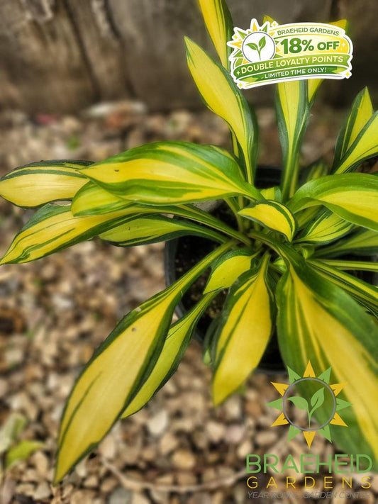 Hosta Rainbows End -NO SHIP -