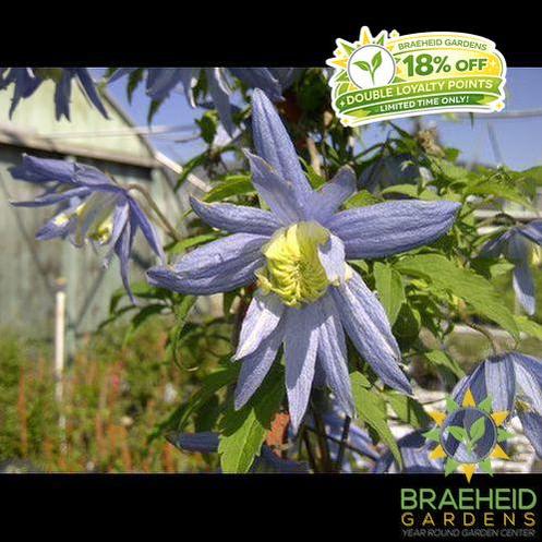 Blue Bird Clematis