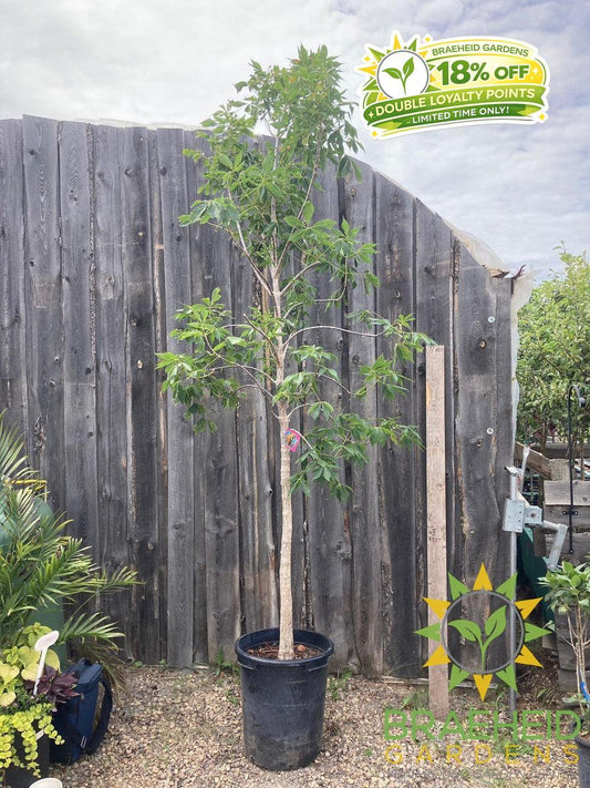 Ohio Buckeye- Tree for sale, Grown in Grande Prairie -Braeheid Gardens Ltd. on Emerson Trail