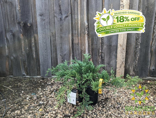 Hughes Juniper
