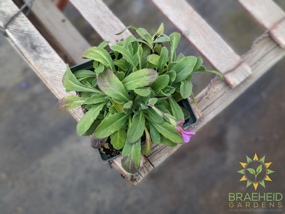 Rock Cress 'Barranca™ Deep Rose' - NO SHIP -