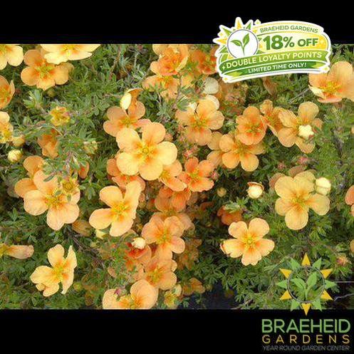 Orange Whisper Potentilla