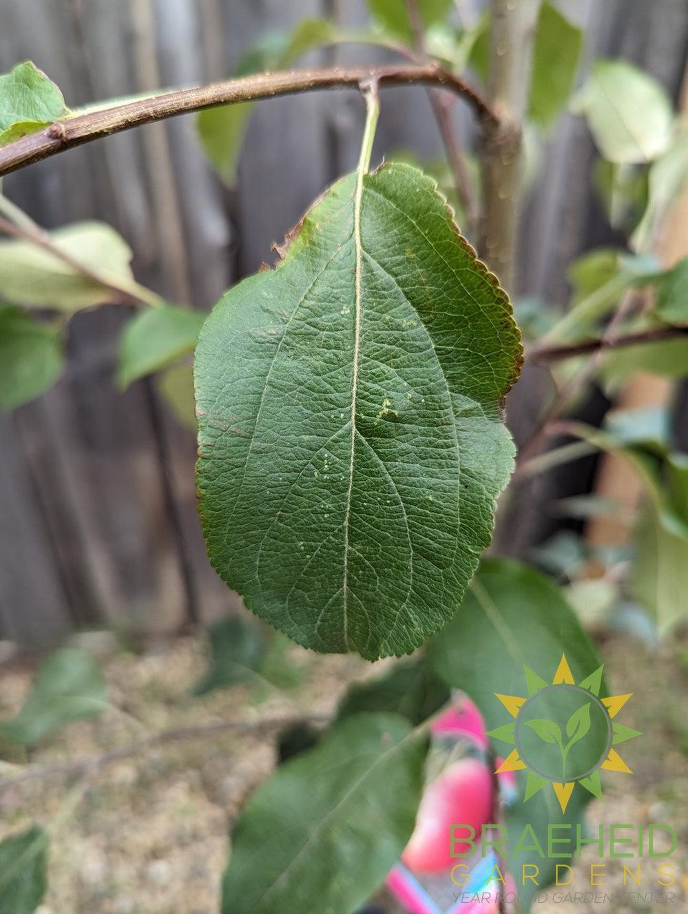 Parkland Apple- Tree for sale, Grown in Grande Prairie -Braeheid Gardens Ltd. on Emerson Trail