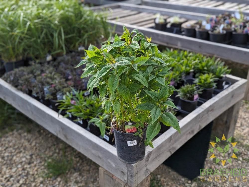 Bee Balm 'Jacob Kline' - NO SHIP -