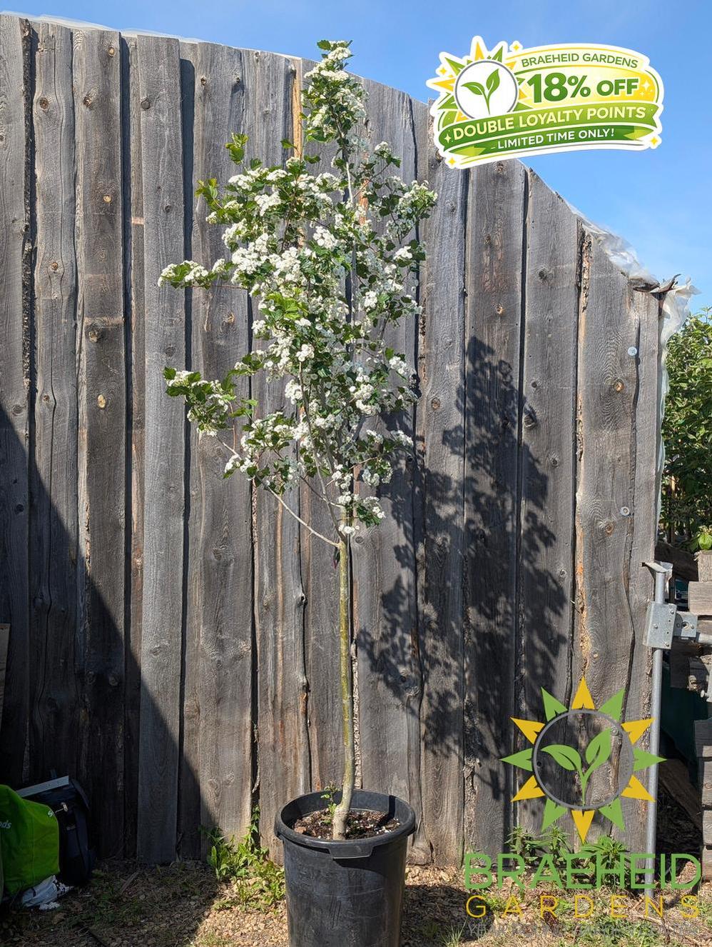 Snowbird Hawthorn