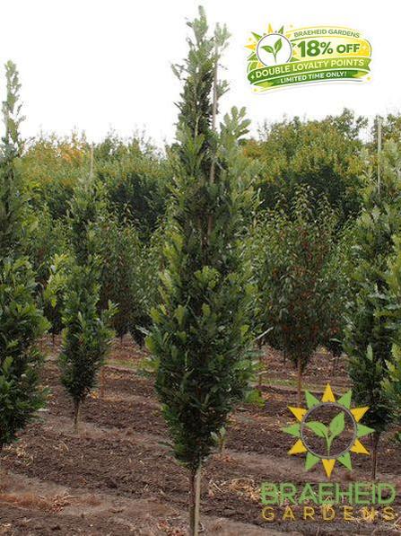 Kindred Spirit® Oak- Tree for sale, Grown in Grande Prairie -Braeheid Gardens Ltd. on Emerson Trail