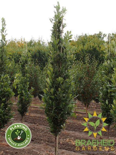 Kindred Spirit® Oak- Tree for sale, Grown in Grande Prairie -Braeheid Gardens Ltd. on Emerson Trail