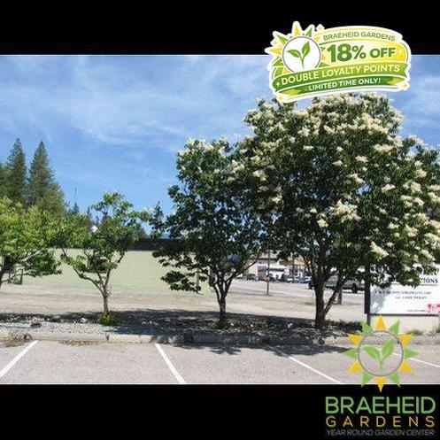 Japanese Tree Lilac- Tree for sale, Grown in Grande Prairie -Braeheid Gardens Ltd. on Emerson Trail