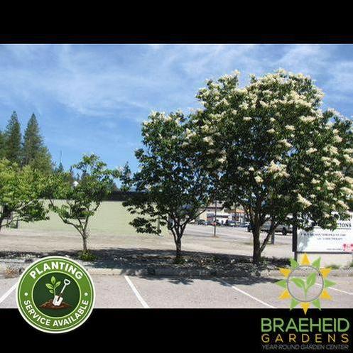 Japanese Tree Lilac- Tree for sale, Grown in Grande Prairie -Braeheid Gardens Ltd. on Emerson Trail