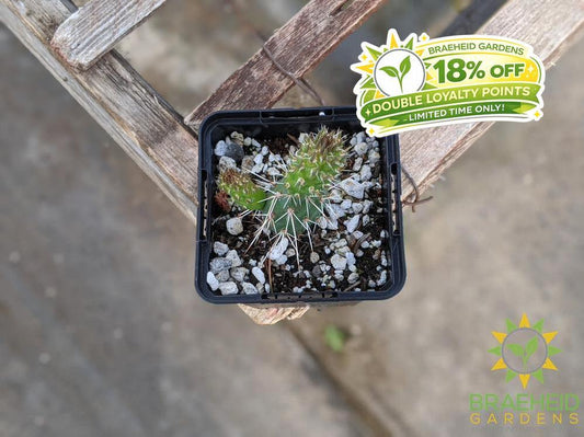 Opuntia Fragilis 'Smithwicks' - Cold Hardy