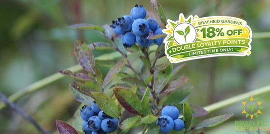 Buy Native Blueberry an Edible Shrub in Grande Prairie Alberta - Braeheid Gardens Ltd.