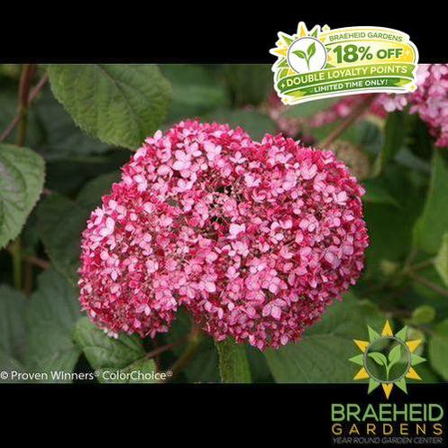 Invincibelle® Spirit II Hydrangea