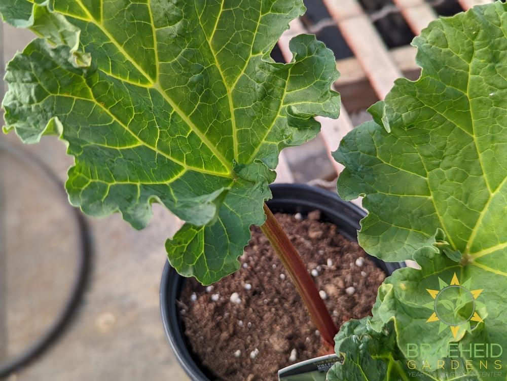 Rhubarb 'Valentine' - NO SHIP -