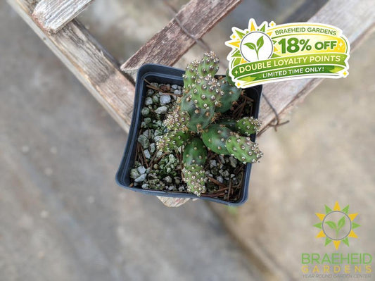 Opuntia Fragilis 'Bronze Beauty' - Cold Hardy