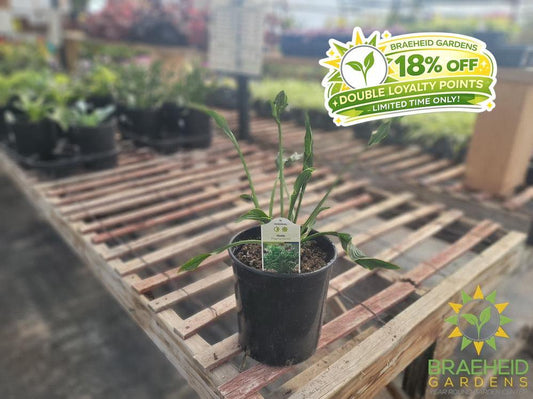 Hosta 'Praying Hands' - NO SHIP -