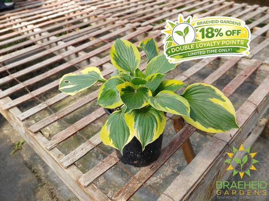 Hosta 'Queen Josephine' -NO SHIP -