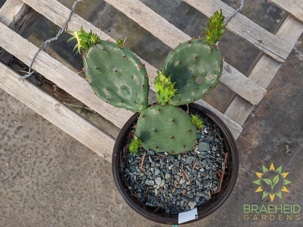 Opuntia Humifusa - Cold Hardy