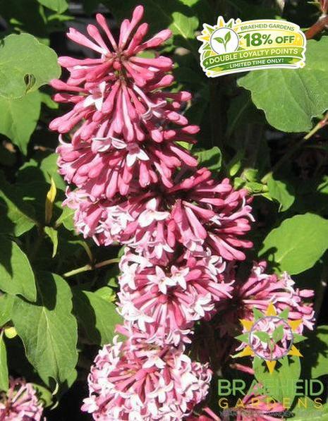 Miss Canada Lilac