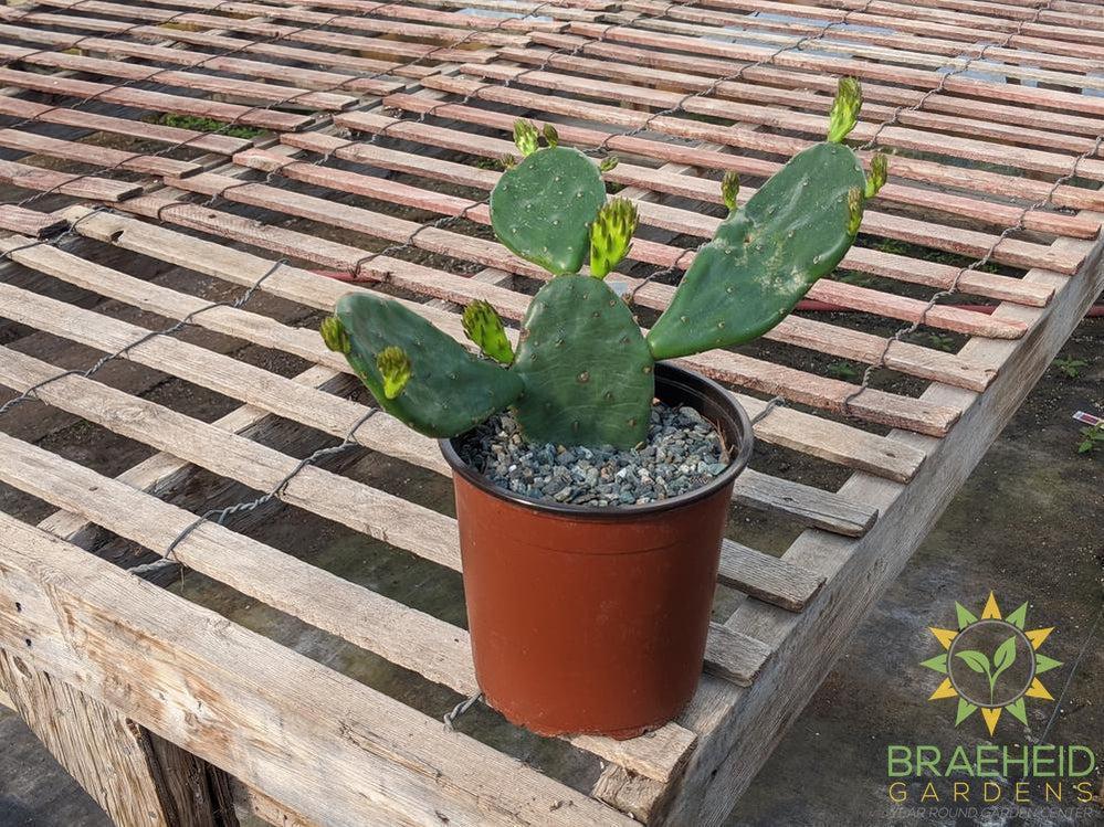 Opuntia 'Compressa' yellow flower - Cold Hardy