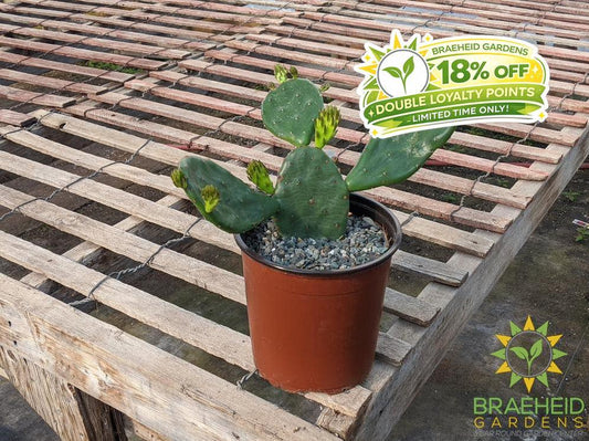 Opuntia 'Compressa' yellow flower - Cold Hardy