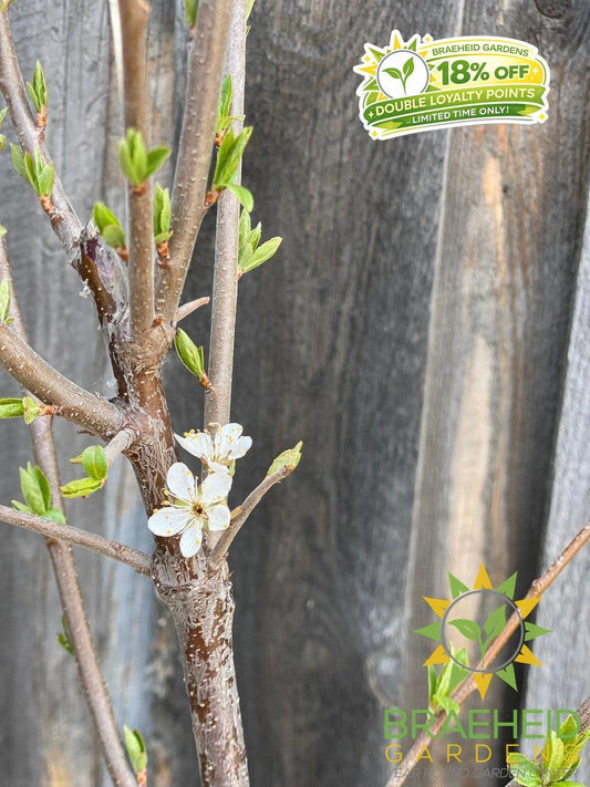 Tecumseh Plum- Tree for sale, Grown in Grande Prairie -Braeheid Gardens Ltd. on Emerson Trail