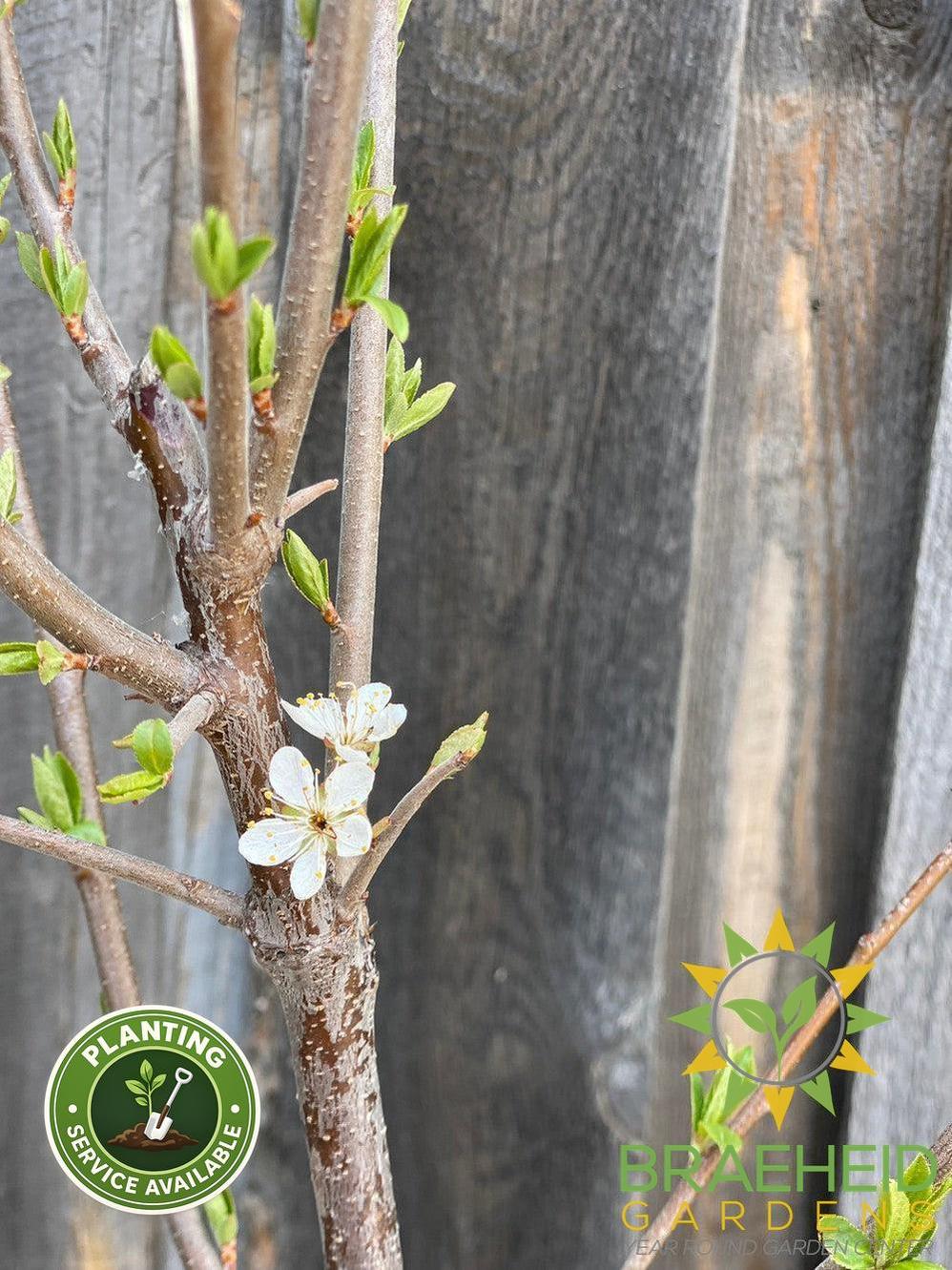 Tecumseh Plum- Tree for sale, Grown in Grande Prairie -Braeheid Gardens Ltd. on Emerson Trail
