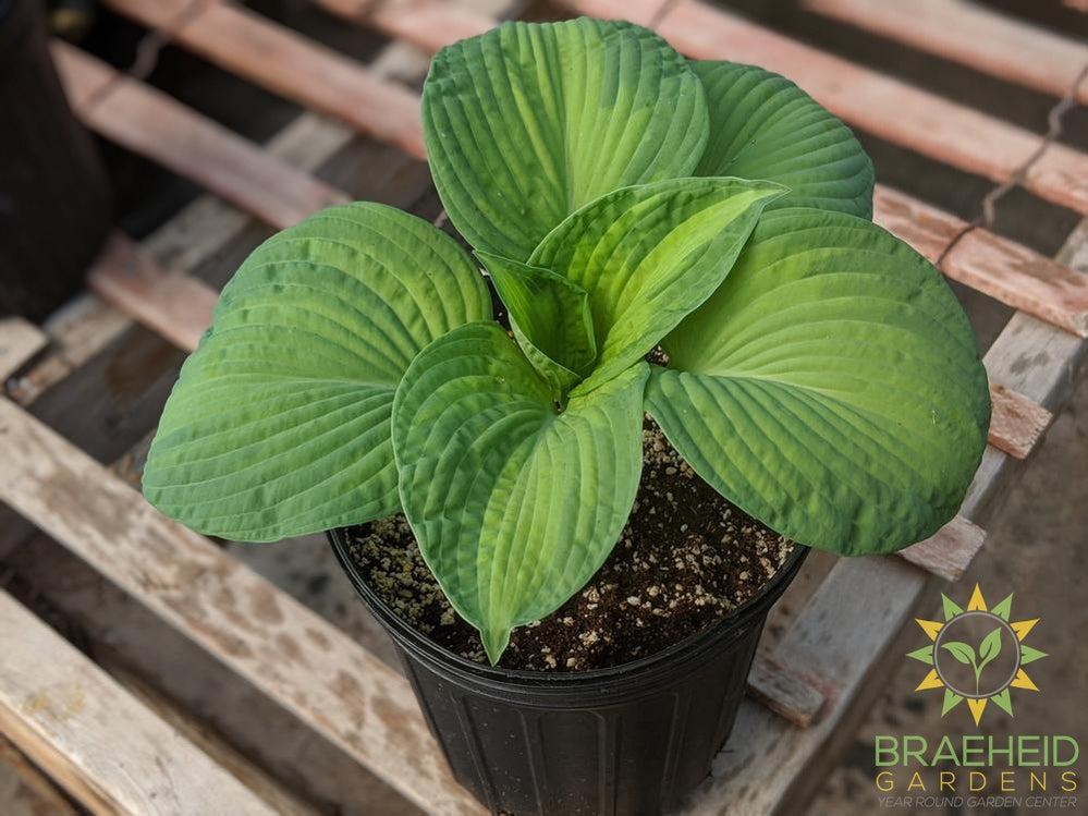 Hosta 'Brother Stefan' - NO SHIP -