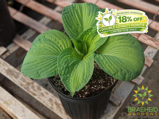 Hosta 'Brother Stefan' - NO SHIP -