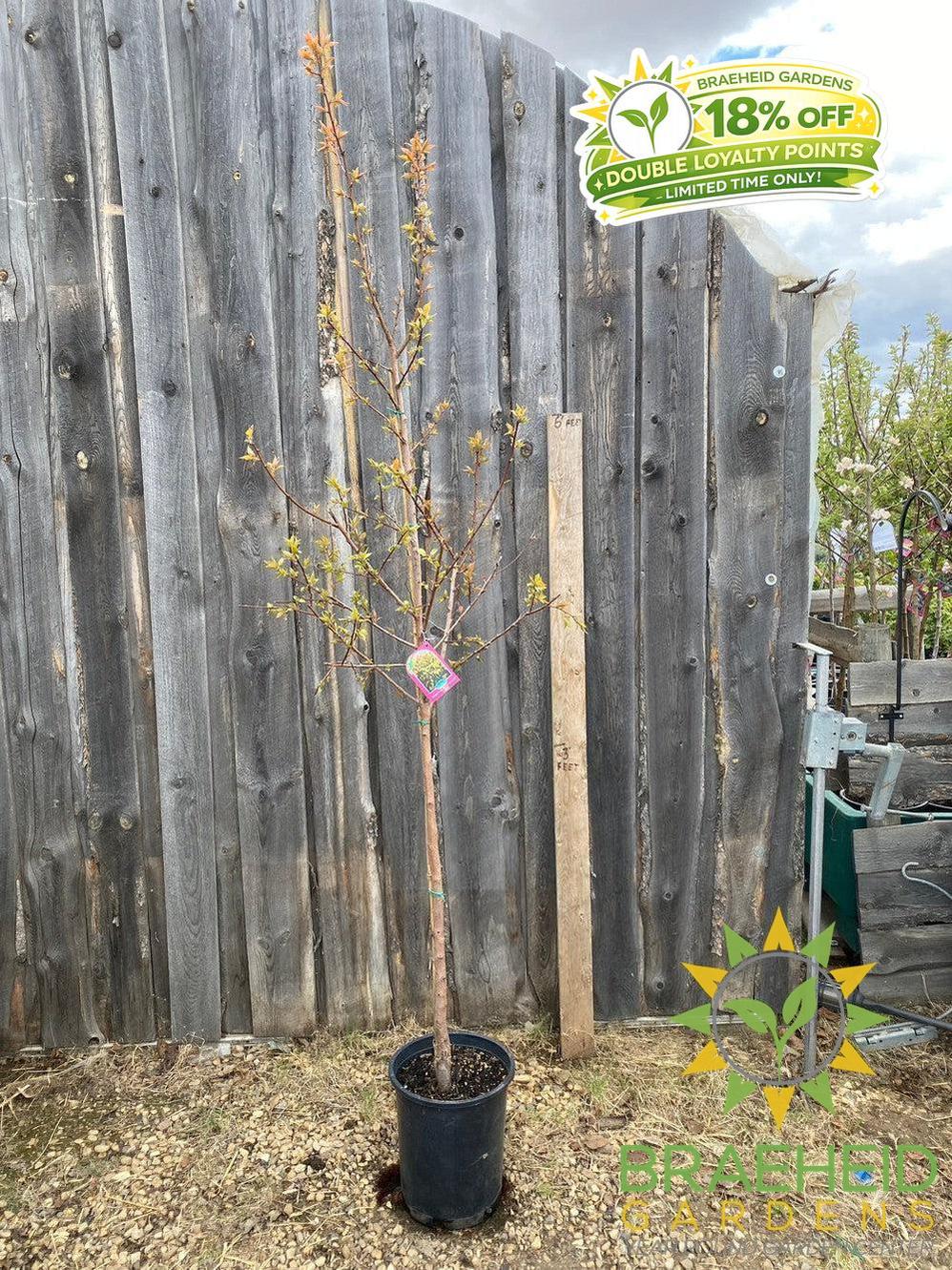 Casino™ Apricot- Tree for sale, Grown in Grande Prairie -Braeheid Gardens Ltd. on Emerson Trail