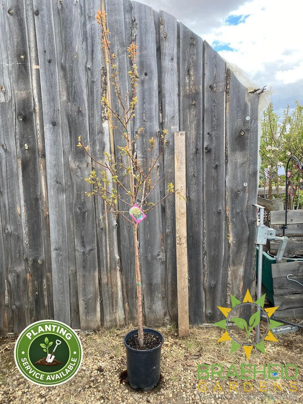 Casino™ Apricot- Tree for sale, Grown in Grande Prairie -Braeheid Gardens Ltd. on Emerson Trail