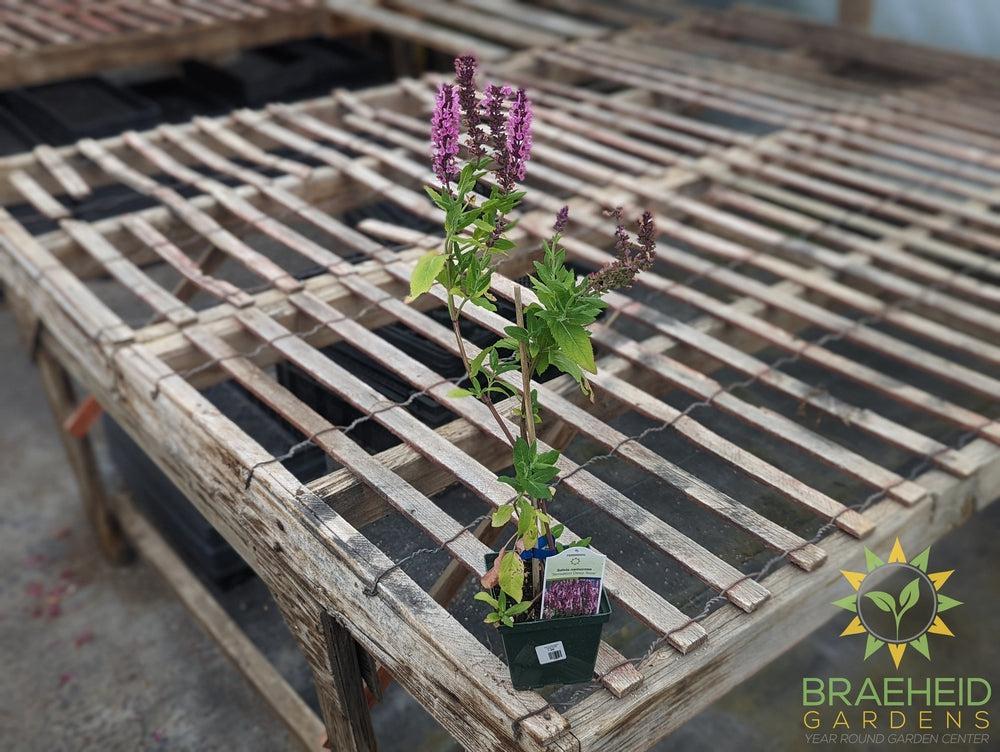 Salvia Sensation 'Deep Rose' - NO SHIP -