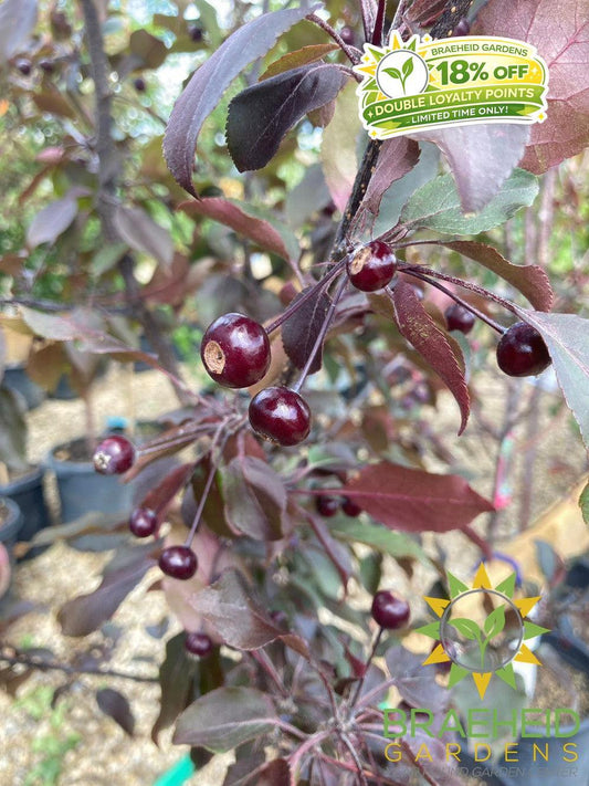 Thunderchild Flowering Crabapple- Tree for sale, Grown in Grande Prairie -Braeheid Gardens Ltd. on Emerson Trail